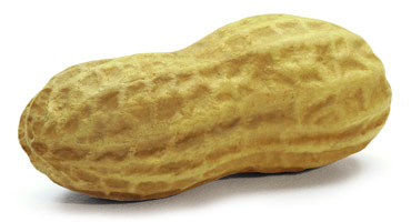 small image of Peanut