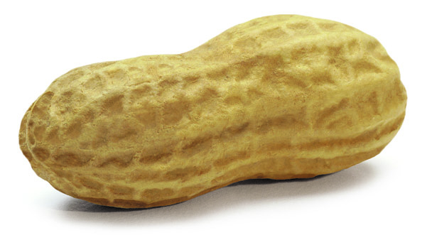 large image of Peanut